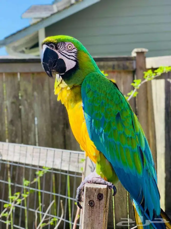 طير ببغاء مفقود (صورة تعبيرية) تم إيجاده 0