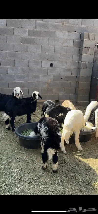 طليان للبيع 0