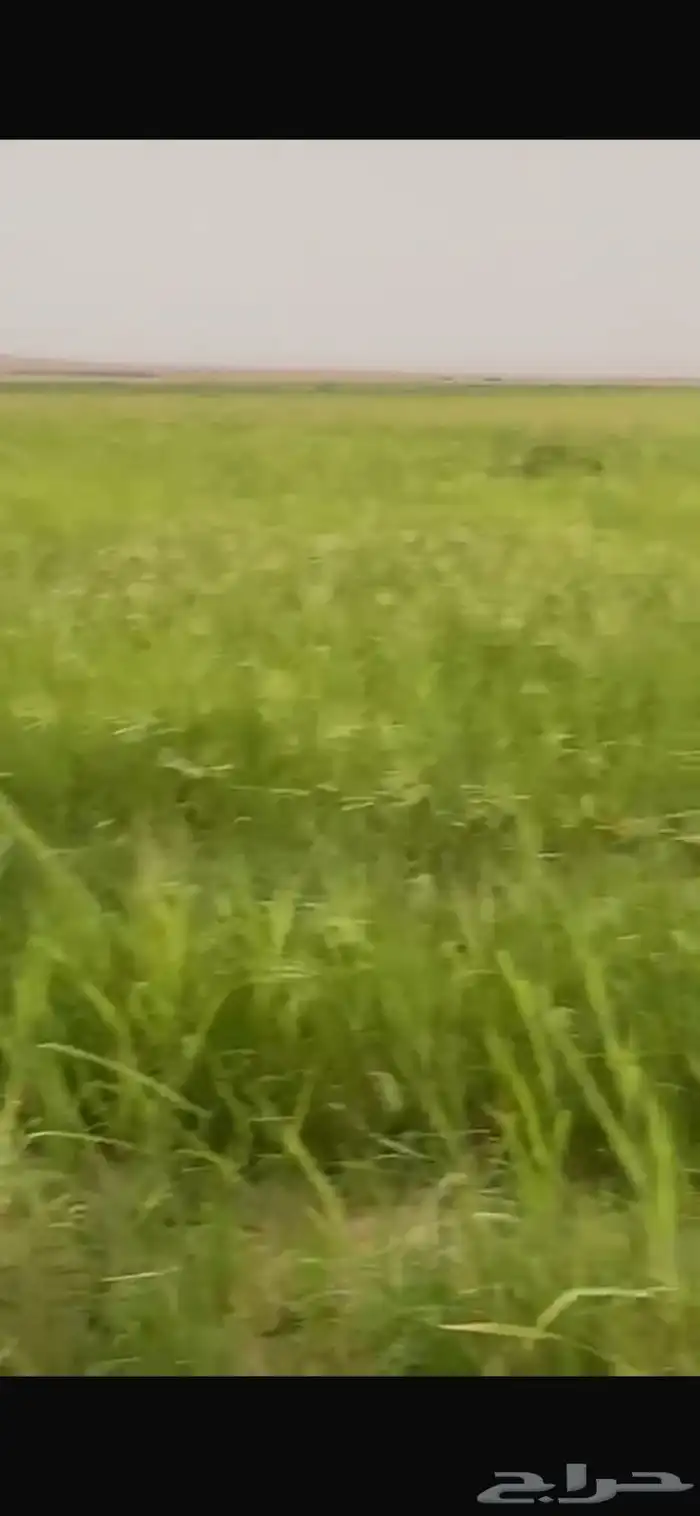 فرصه مزرعه ايجار محور رشاش السهباء الخرج الرياض 0