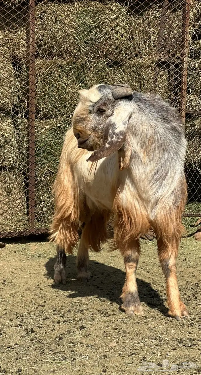 فحل صنف مشروك هاد الان قبرصي مع شامي الي يبي الحليب والحم 2
