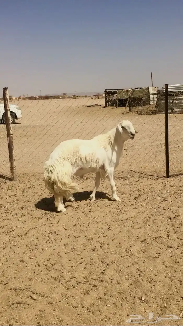 فحل حري صنف فاخر 0