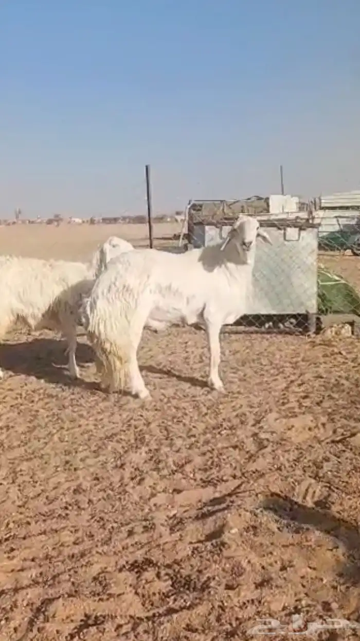 فحل حري صنف فاخر 8