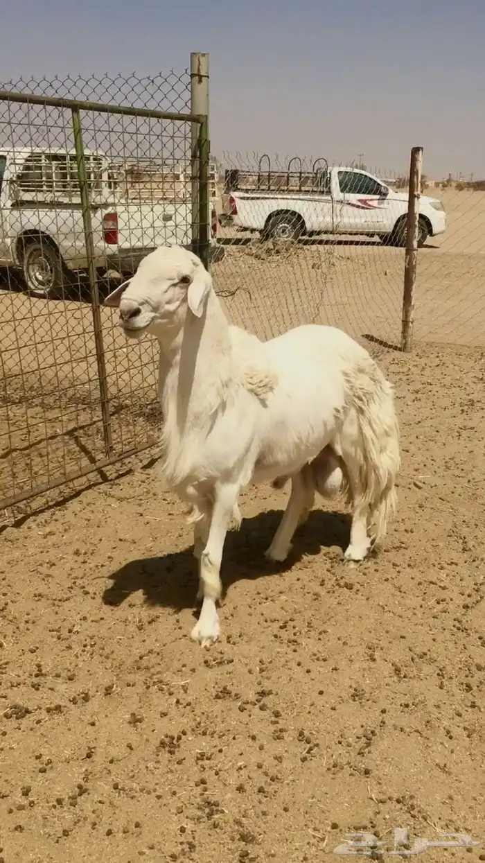 فحل حري صنف فاخر 1