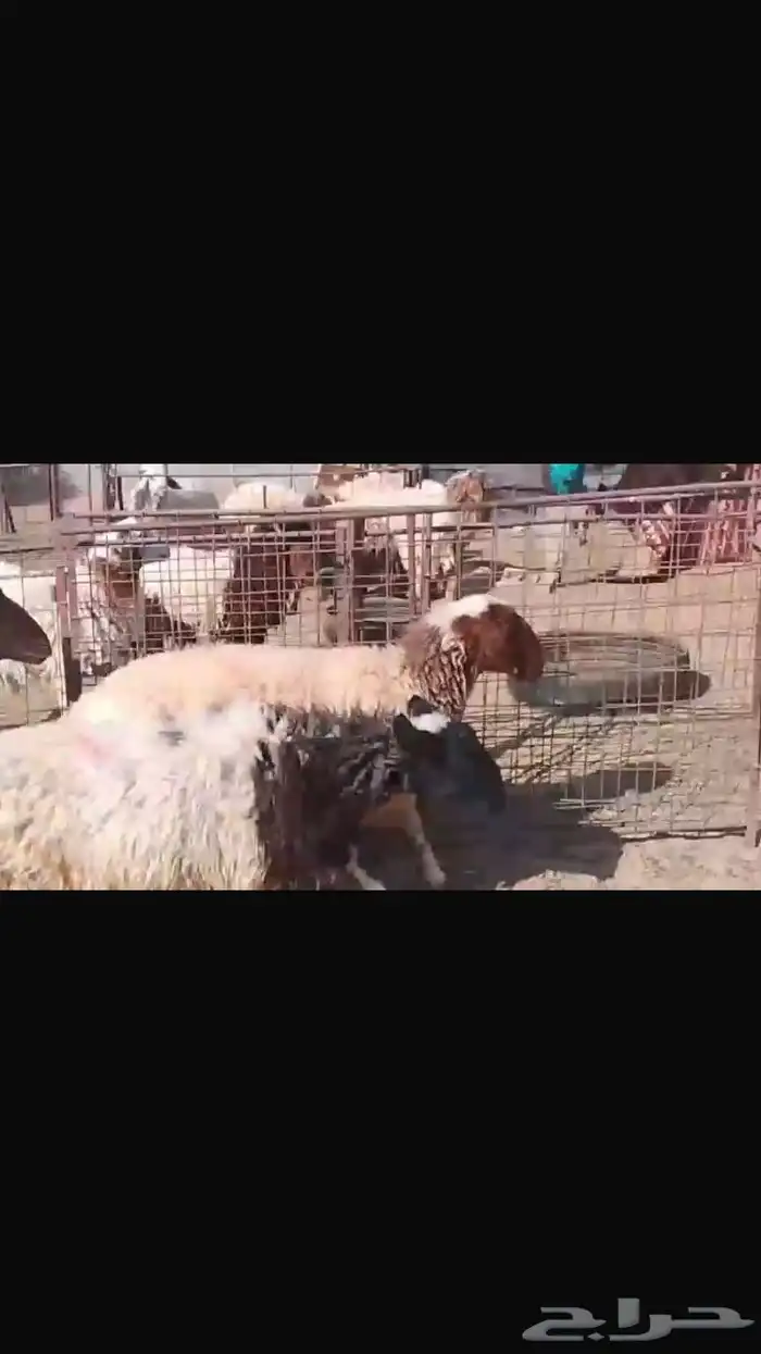 2 ثنوات ورباعيه حيييل شحم 1