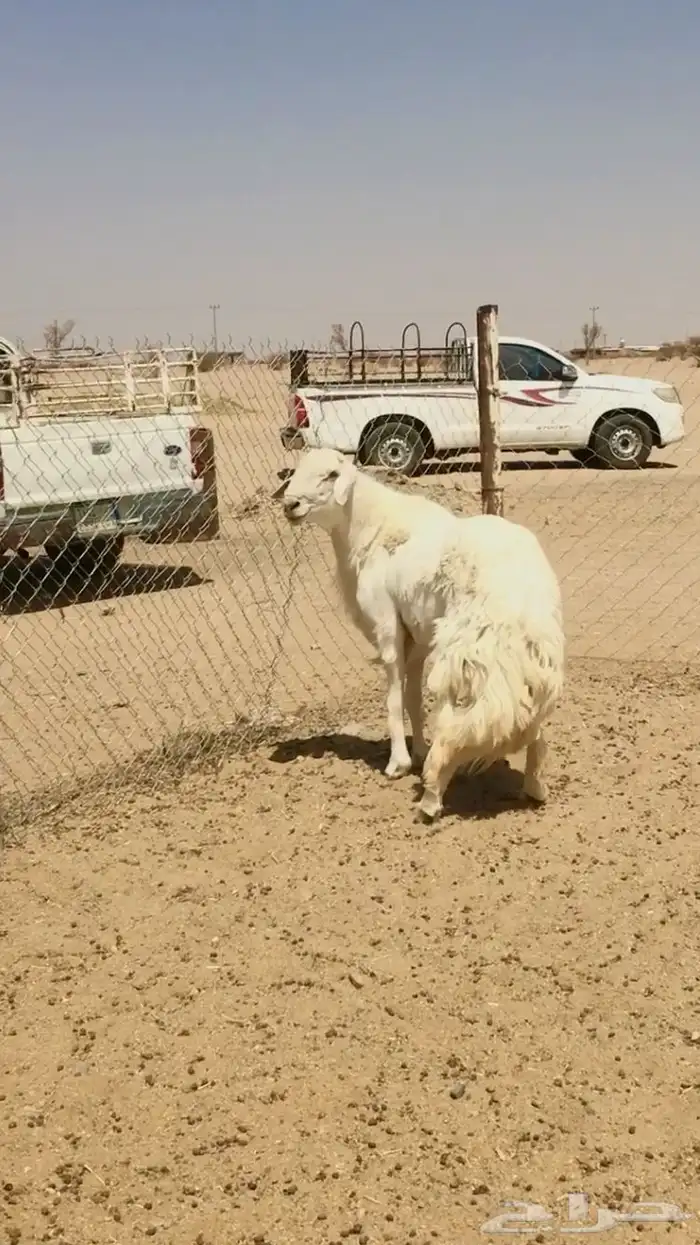 فحل حري صنف فاخر 7