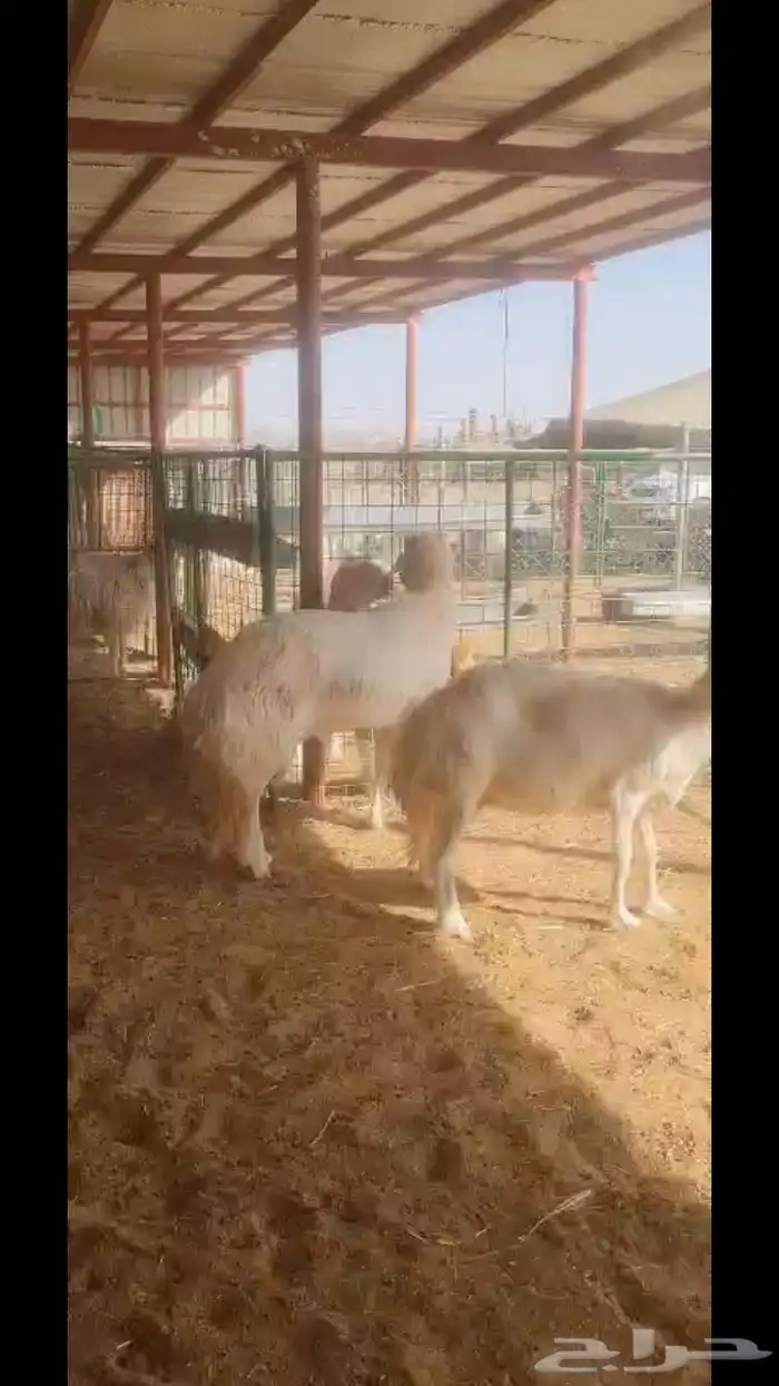 فحل حري صنف فاخر 18