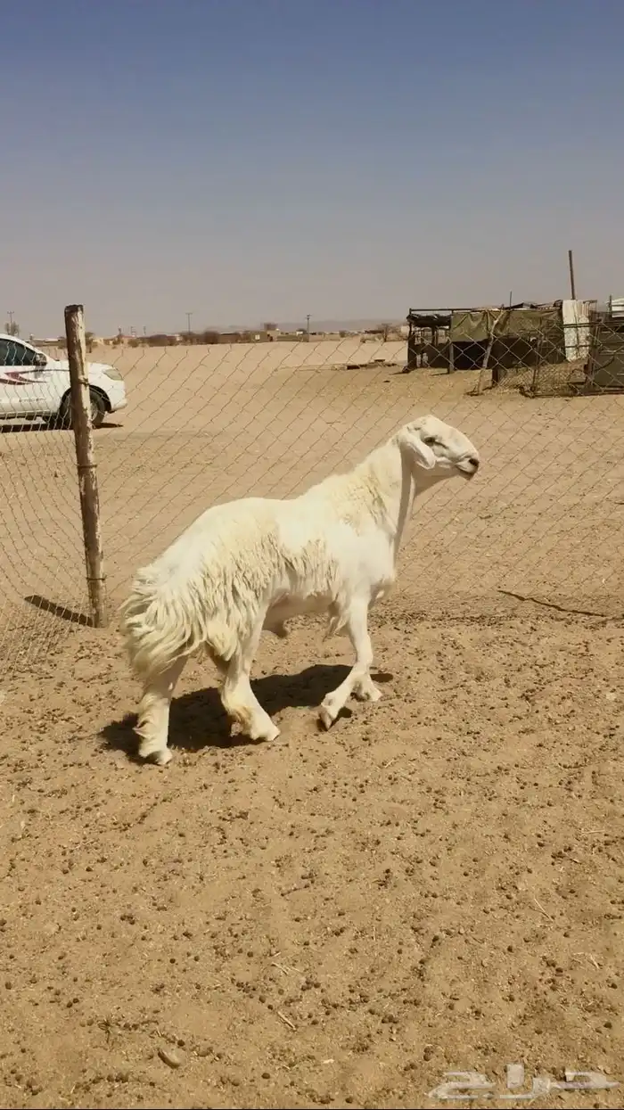 فحل حري صنف فاخر 4