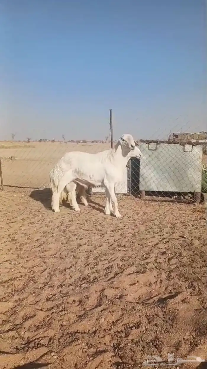 فحل حري صنف فاخر 9