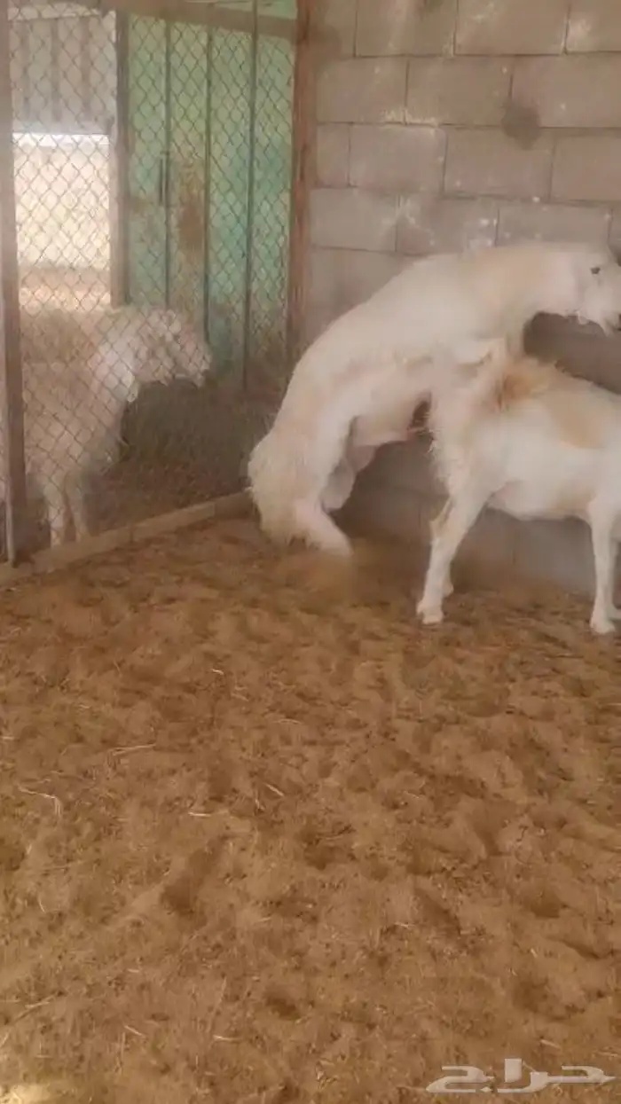 فحل حري صنف فاخر 15