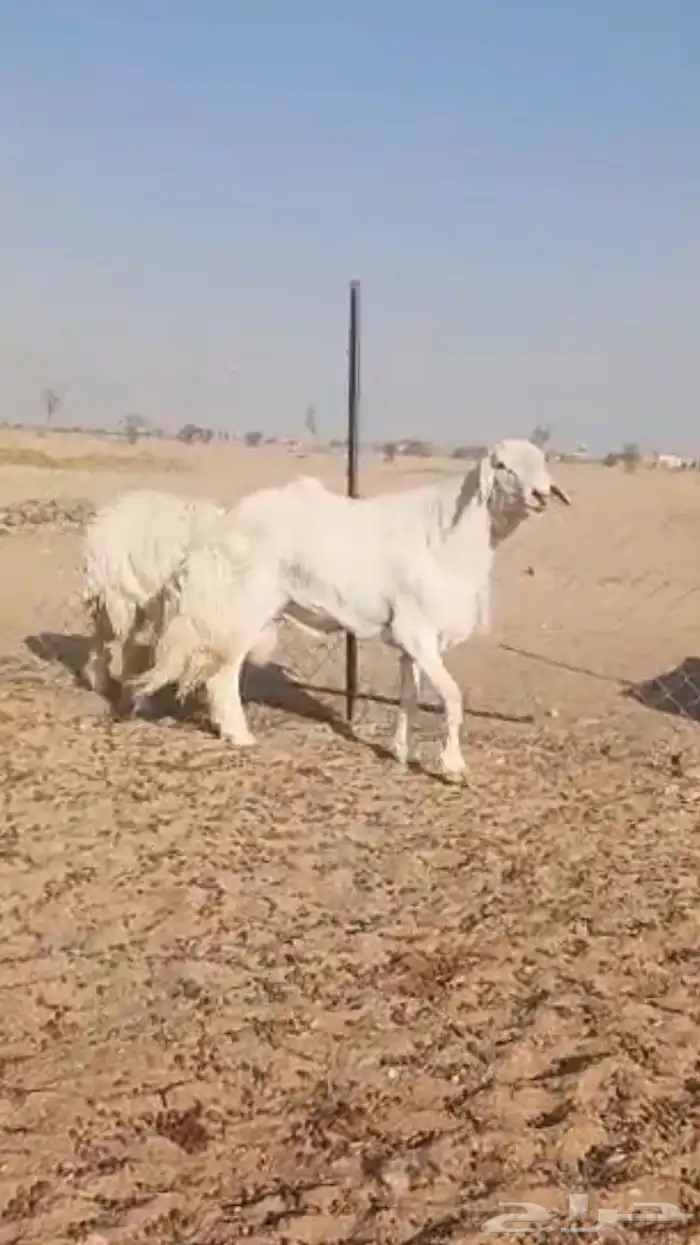 فحل حري صنف فاخر 13