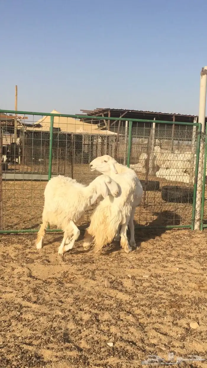 فحل حري صنف فاخر 19