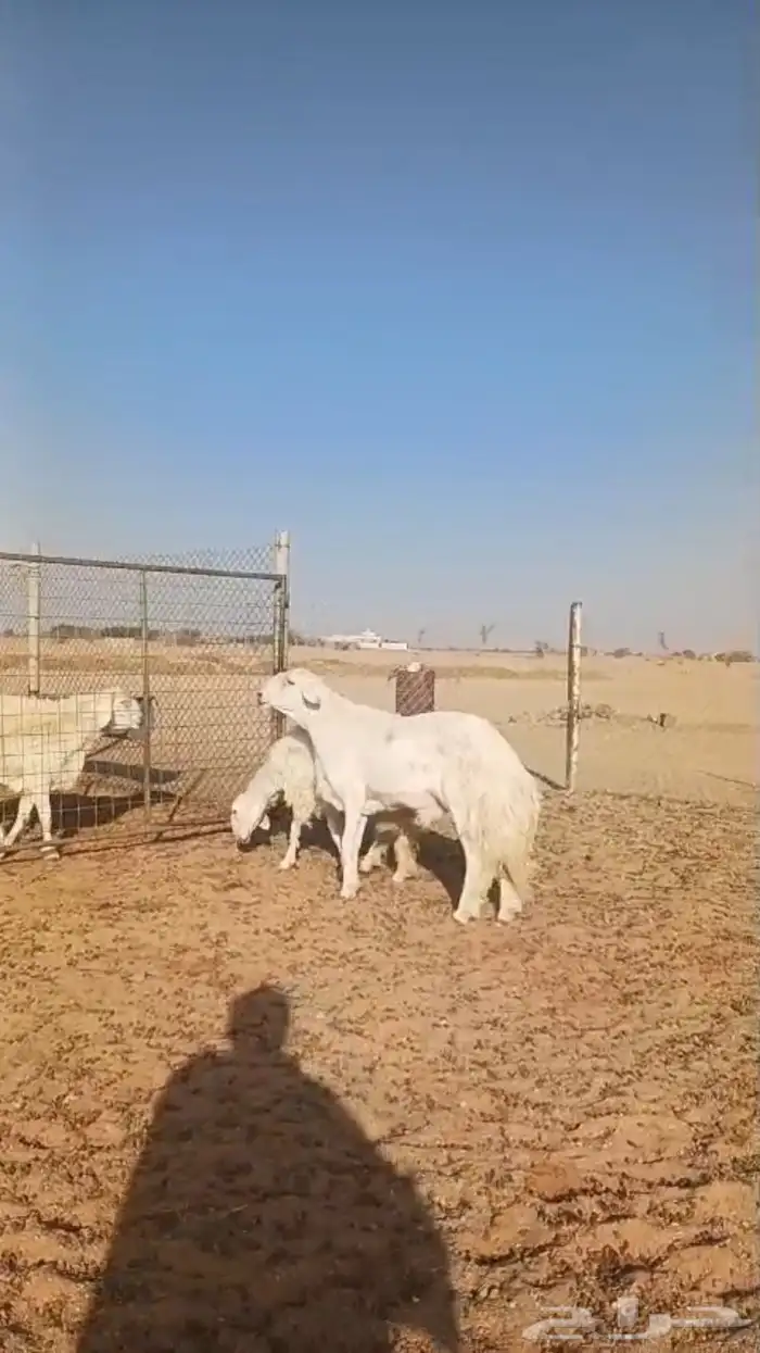 فحل حري صنف فاخر 10