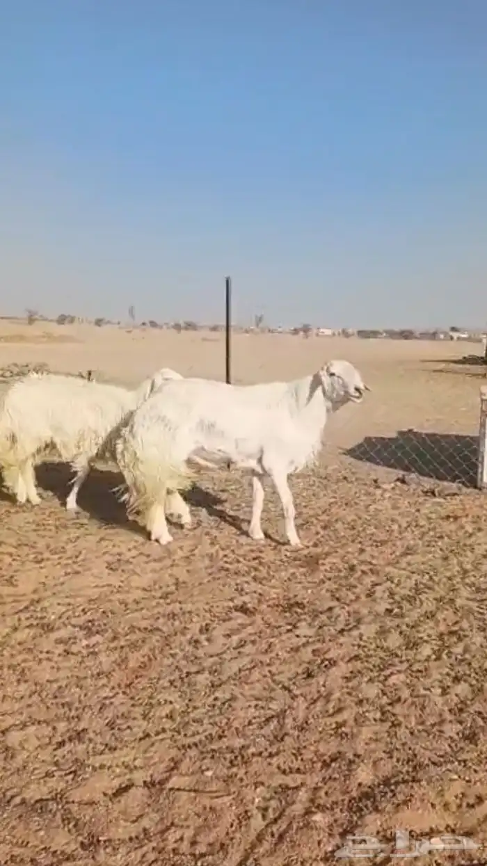 فحل حري صنف فاخر 11