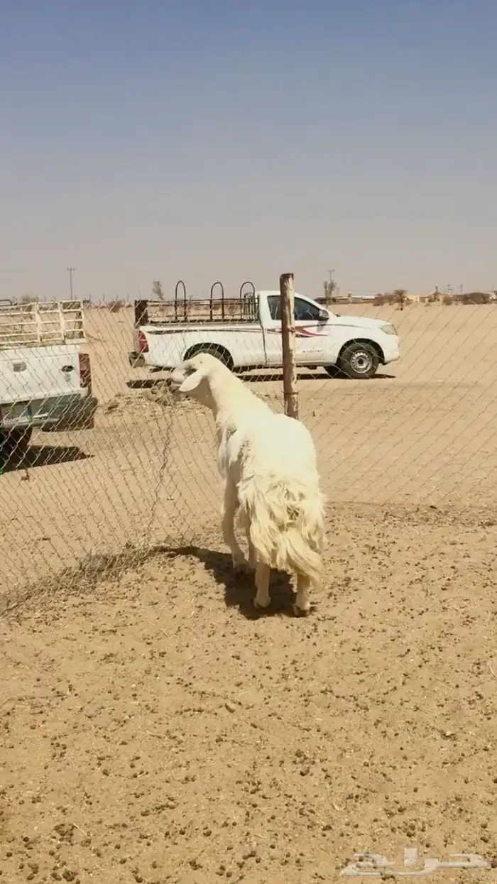 فحل حري صنف فاخر 2