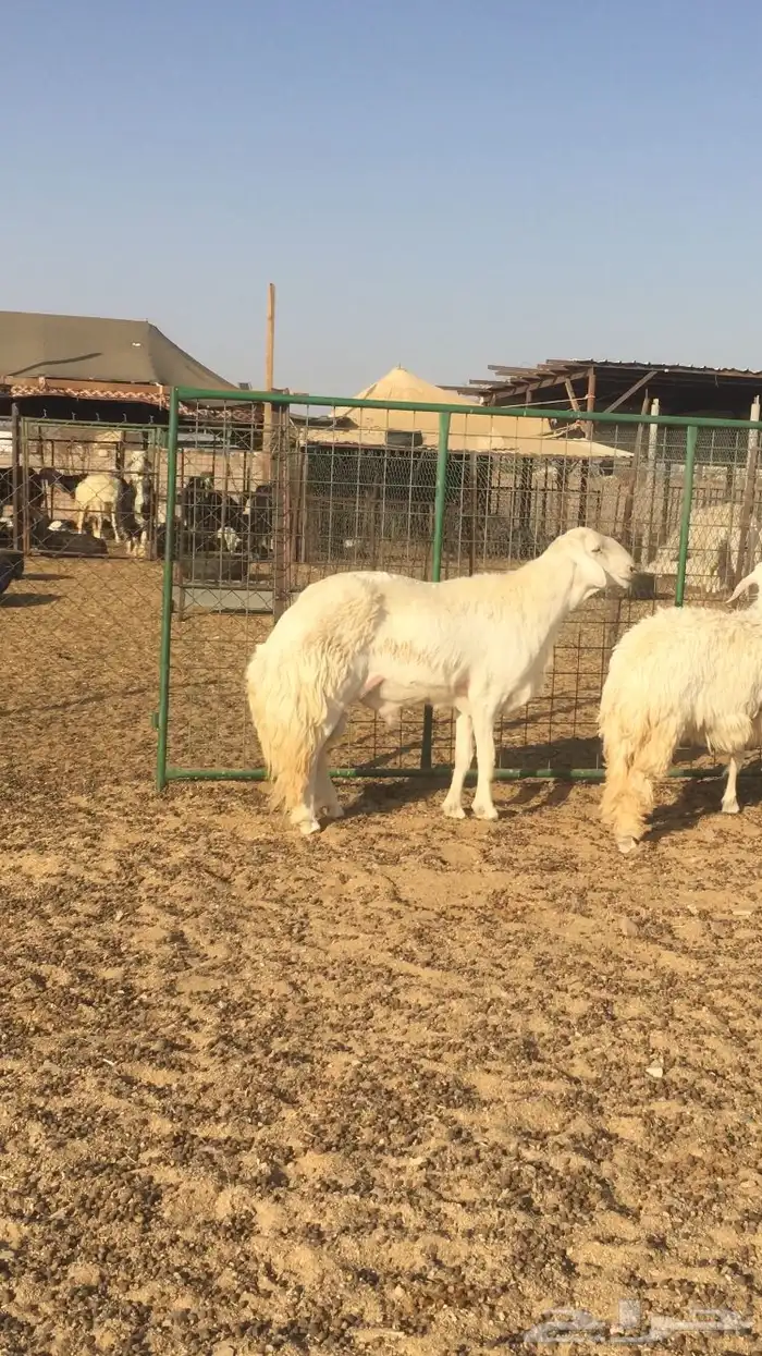 فحل حري صنف فاخر 20