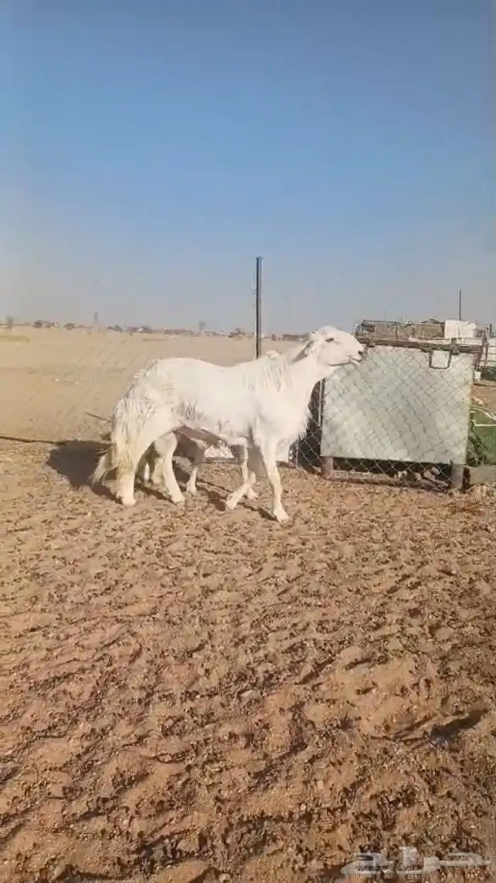 فحل حري صنف فاخر 12