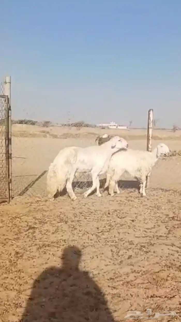 فحل حري صنف فاخر 14