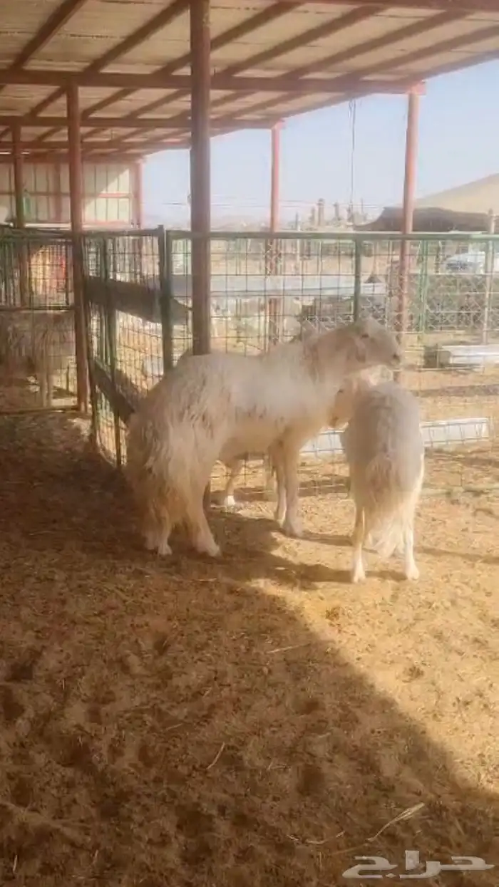 فحل حري صنف فاخر 17