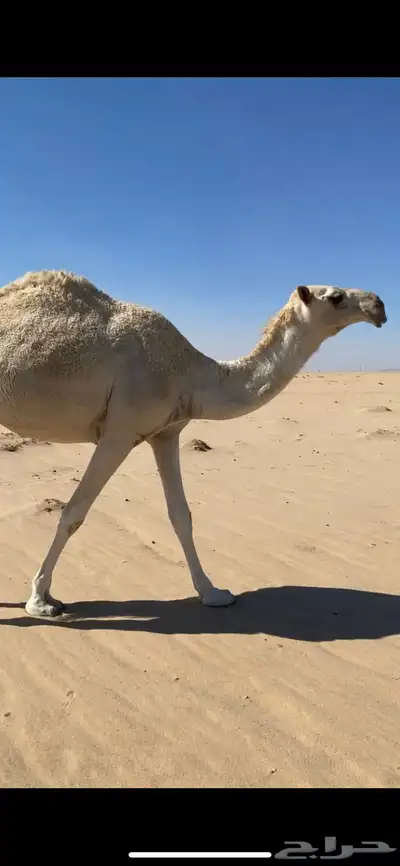 حقة رمانية 0