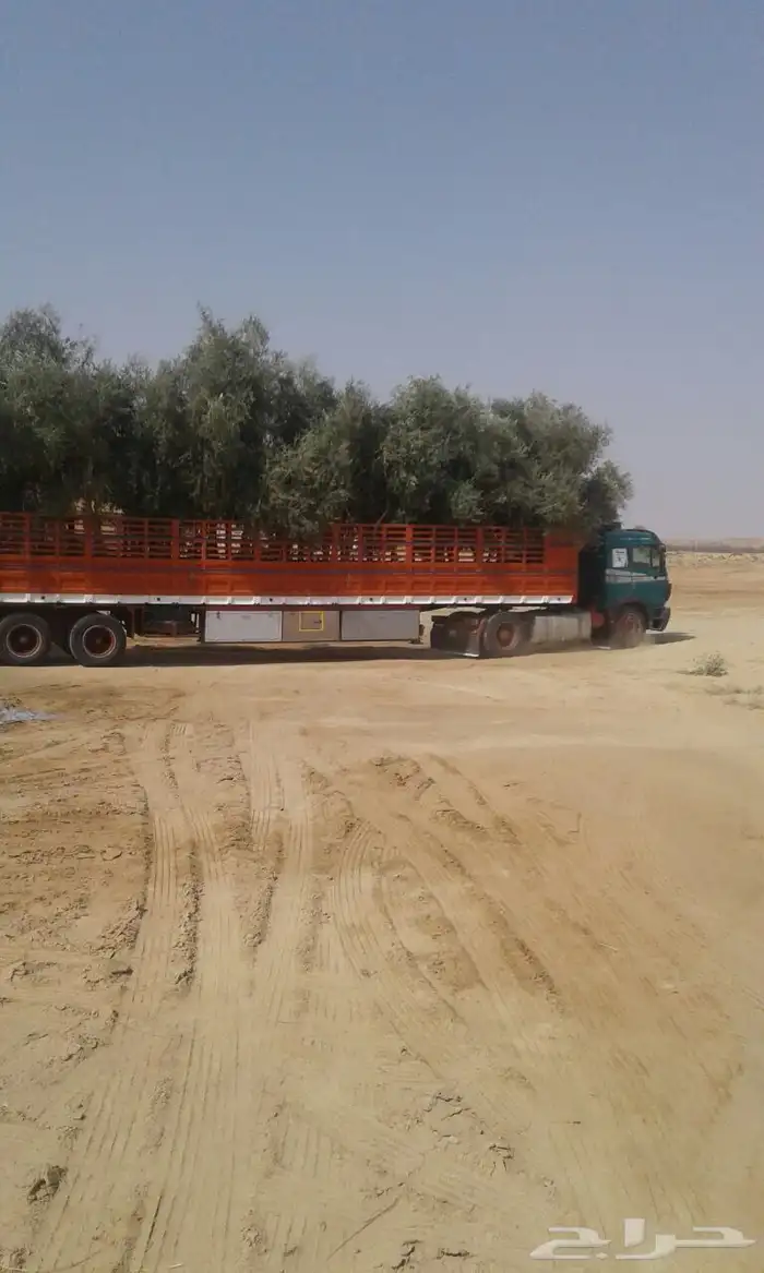 توريد وزراعة اشجار زيتون شجر زيتون 3