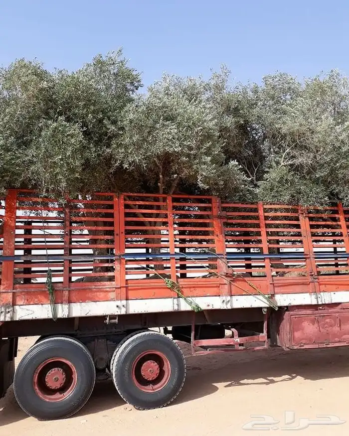توريد وزراعة اشجار زيتون شجر زيتون 7