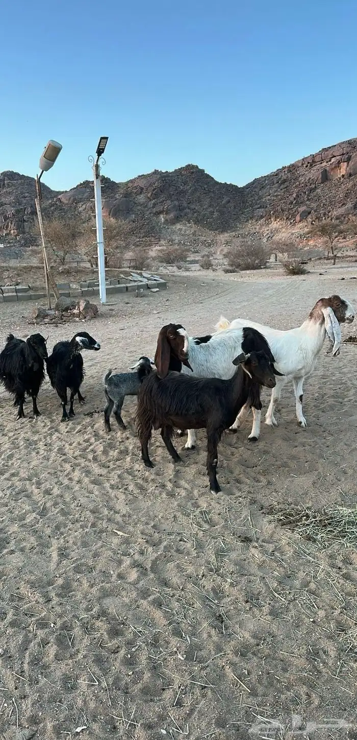 معزا للبيع العدد 6بالفحل 2