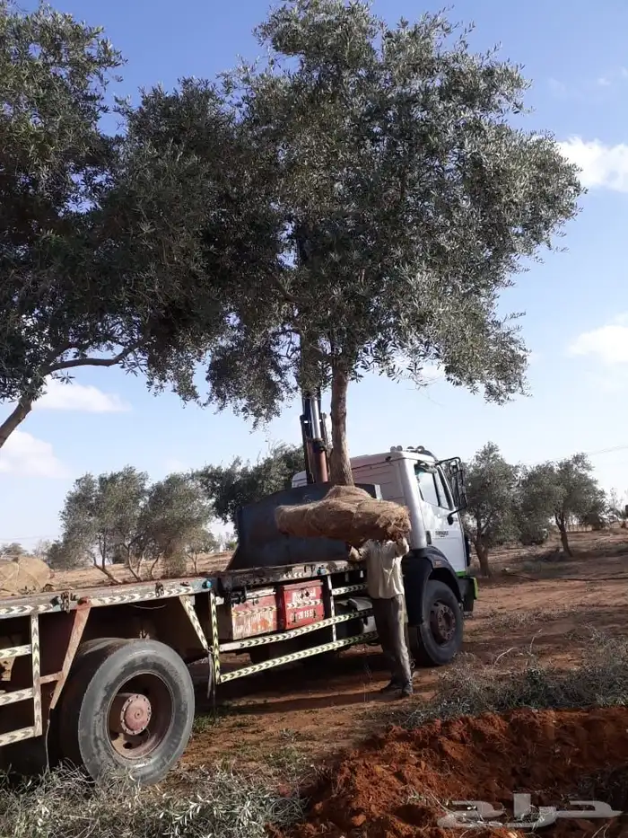 توريد وزراعة اشجار زيتون شجر زيتون 12