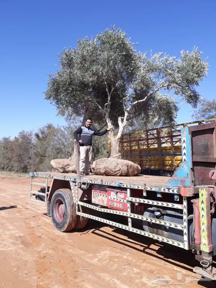 توريد وزراعة اشجار زيتون شجر زيتون 14