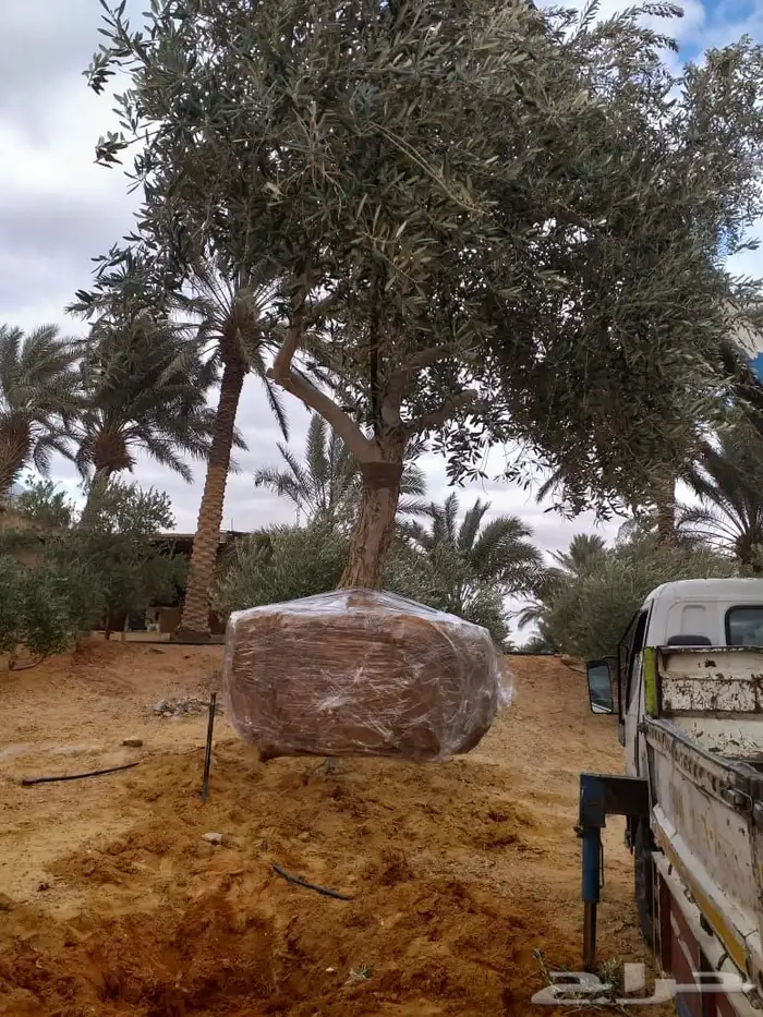 توريد وزراعة اشجار زيتون شجر زيتون 66