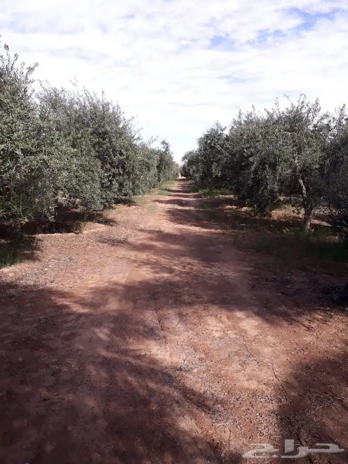 توريد وزراعة اشجار زيتون شجر زيتون 13