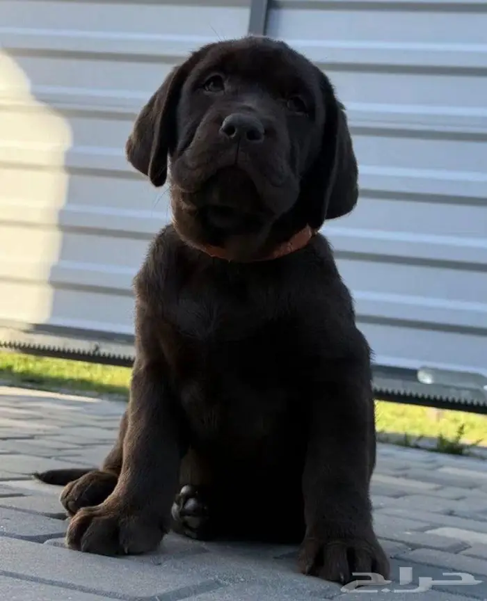 جراوي لابرادور بنات من روسيا 2