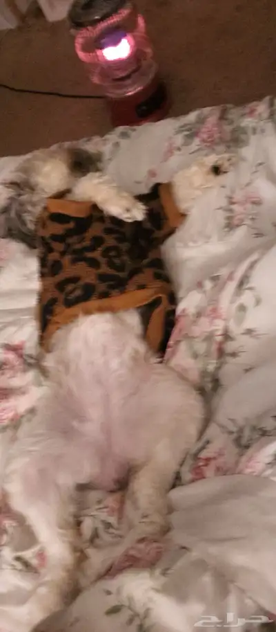 كلب مالتيز ( للتبني) index