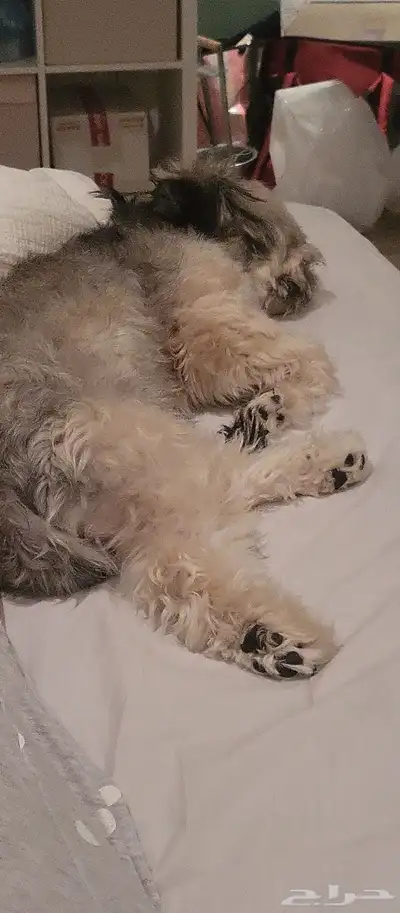 كلب مالتيز ( للتبني) index