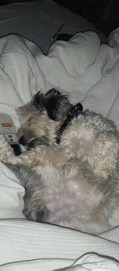 كلب مالتيز ( للتبني) index