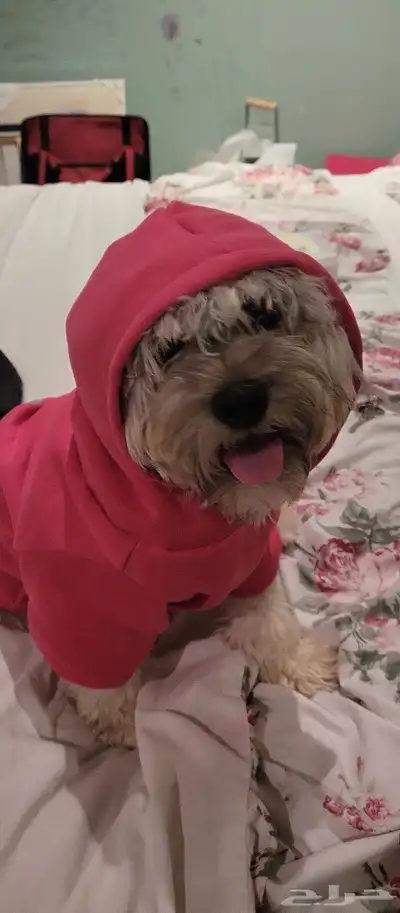 كلب مالتيز ( للتبني) index