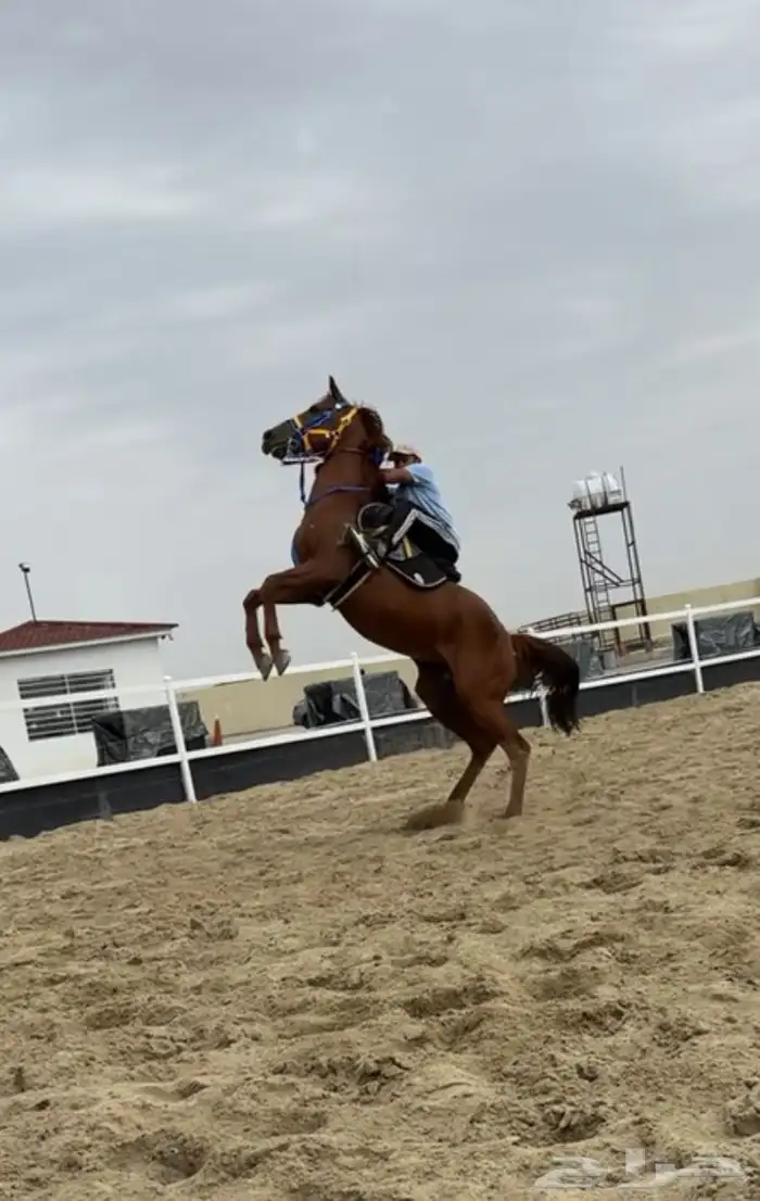 خيل فحل العمر 5سنوات مكس أبوه عربي ويخذا من موصفات أبوه 2