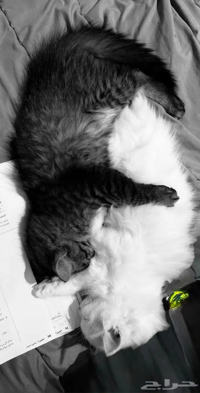 قطط للتبني 0