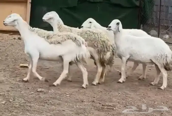 ضان ورخال حريات حرش فاخرة 16