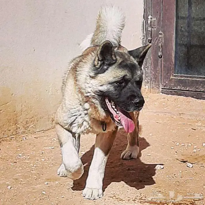 امريكان اكيتا 3