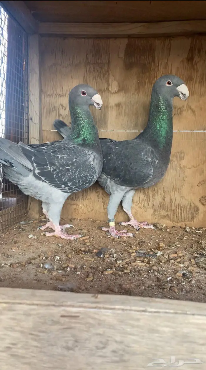 أجواز هومر مستويات طيبة 15