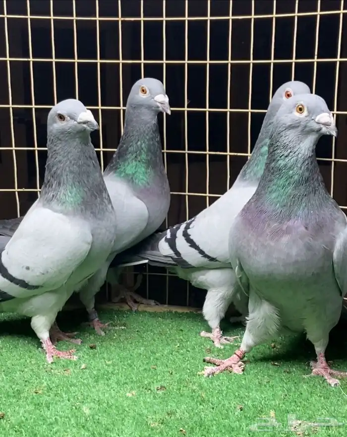 حمام زاجل (تم البيع) 0