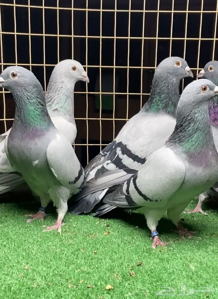 حمام زاجل (تم البيع) 1