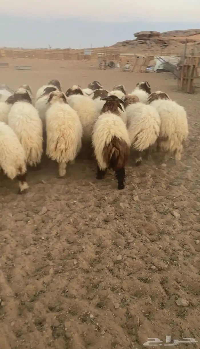 خرفان نعيمي 1