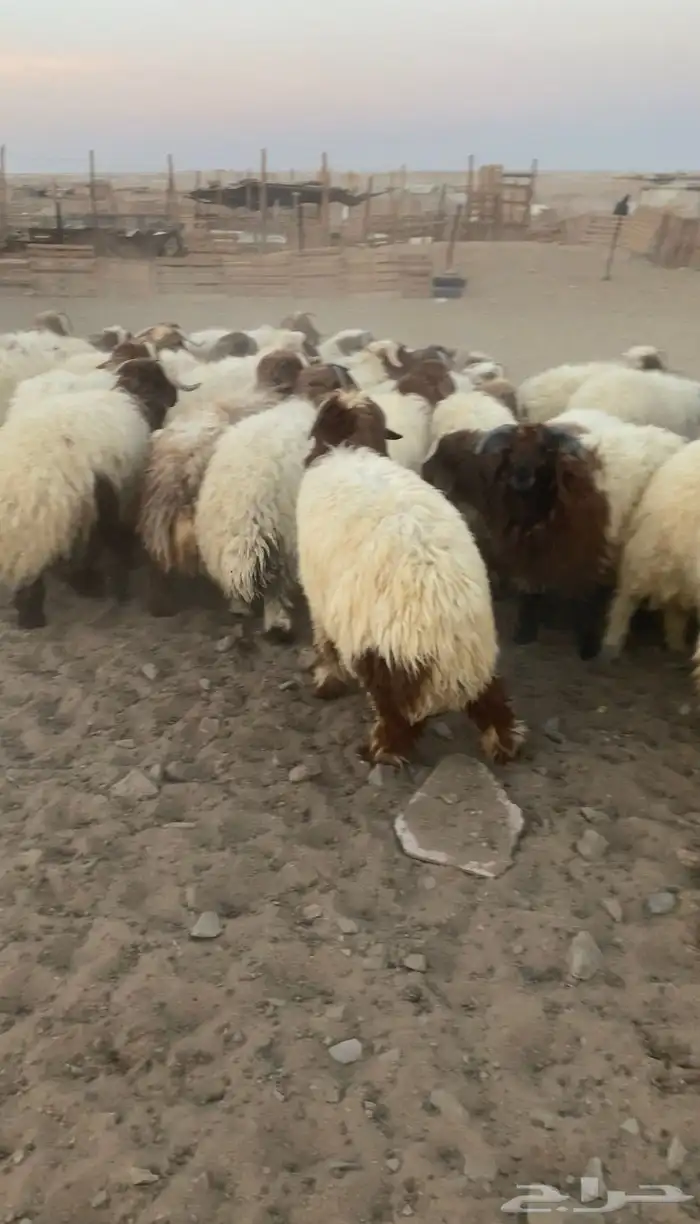 خرفان نعيمي 4