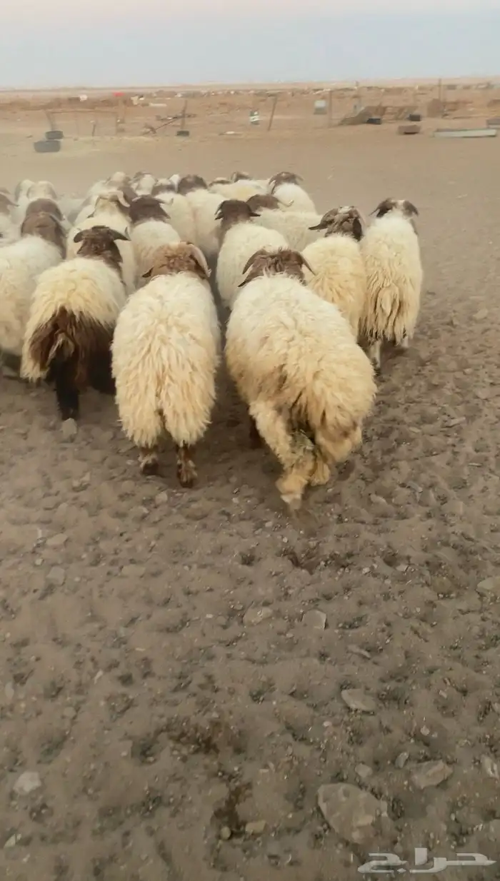 خرفان نعيمي 5