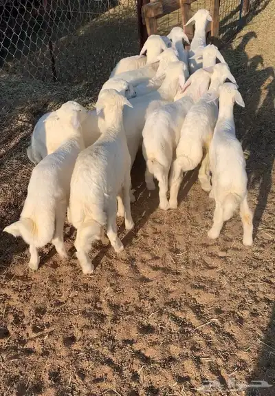 بهم تربيه طليان حري index