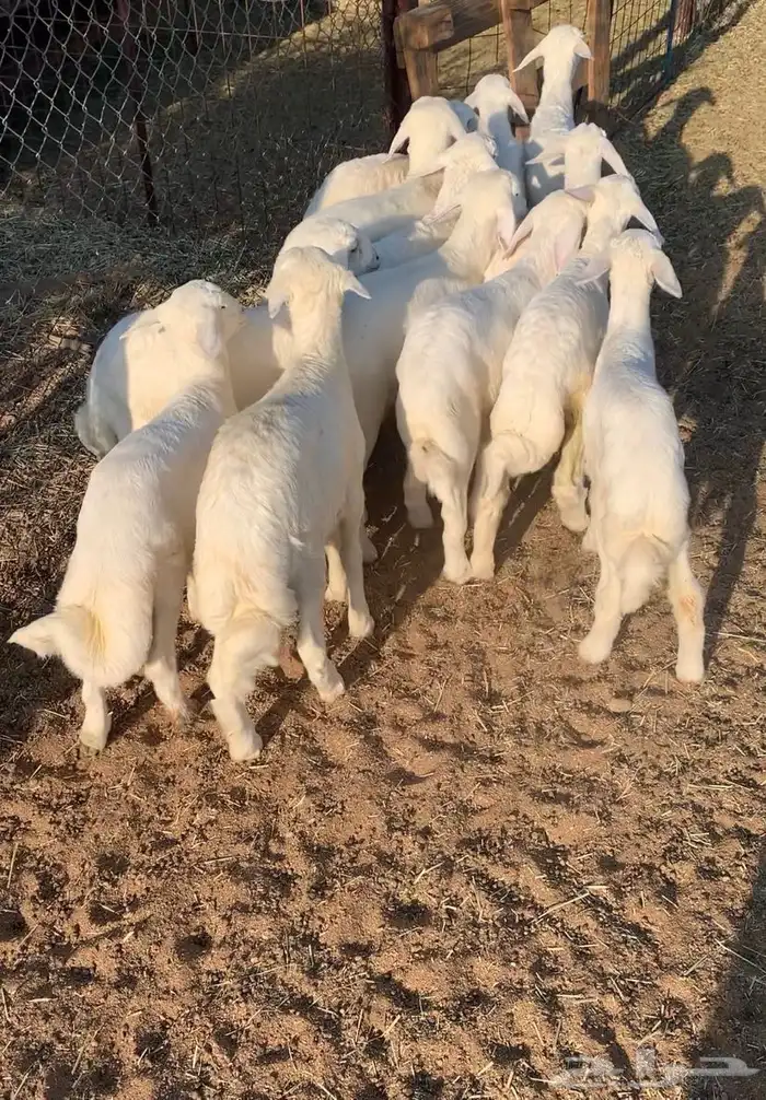 بهم تربيه طليان حري 2