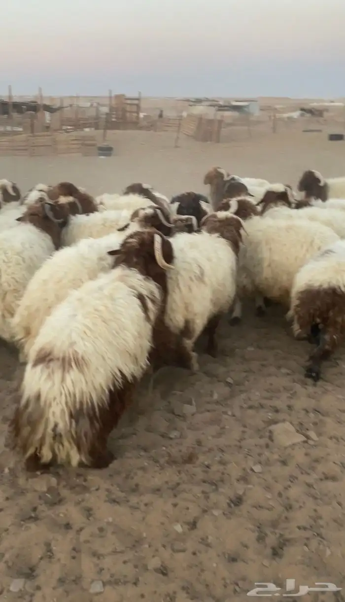 خرفان نعيمي 3