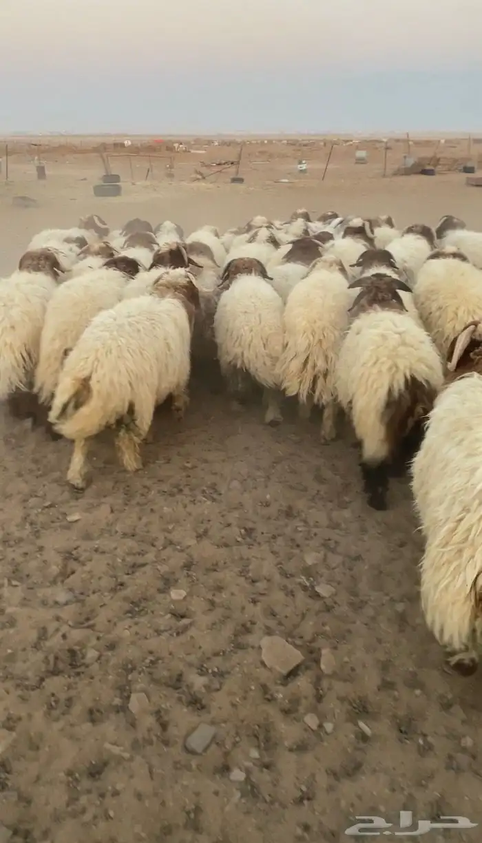 خرفان نعيمي 2