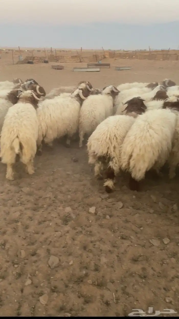 خرفان نعيمي 0